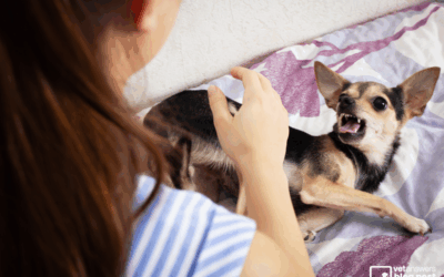 Understanding the rise in dog bites Part 1: It’s not the breed, it’s the body language
